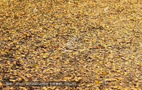 銀杏樹下