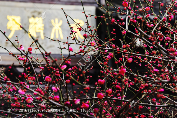 梅花