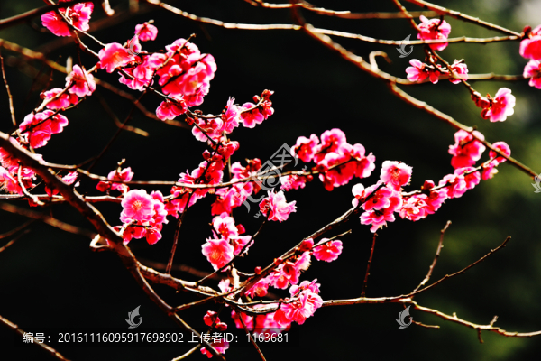梅花