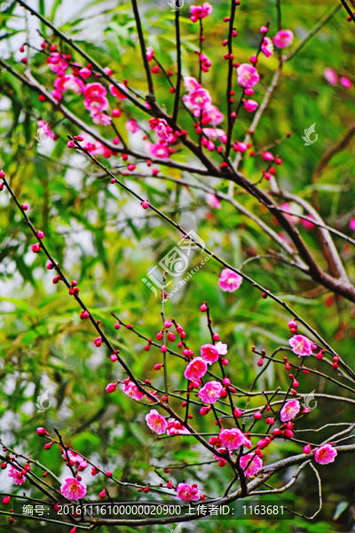 梅花
