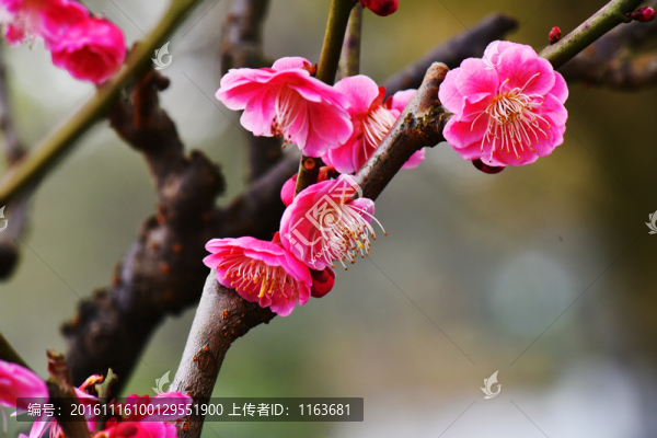 梅花