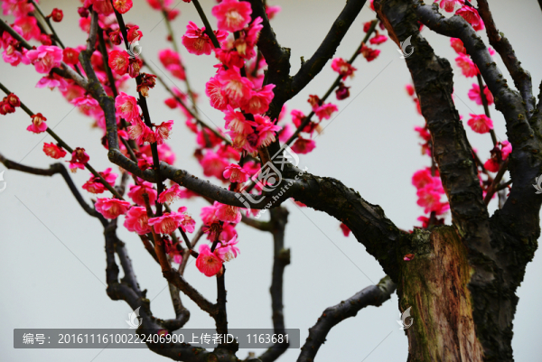 梅花