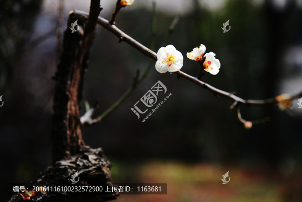 梅花