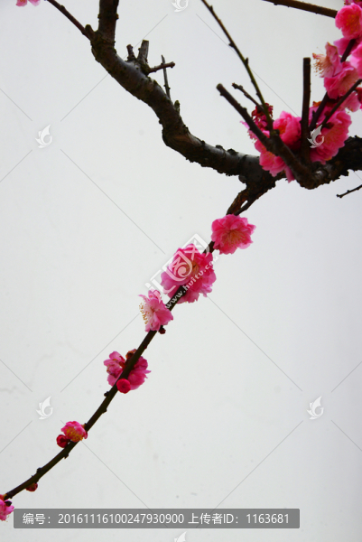 梅花