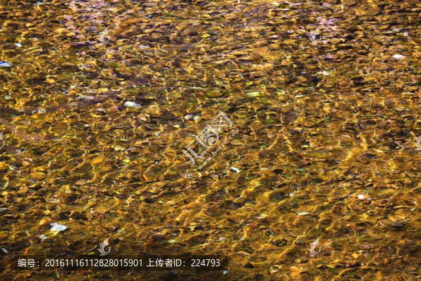 金色水紋