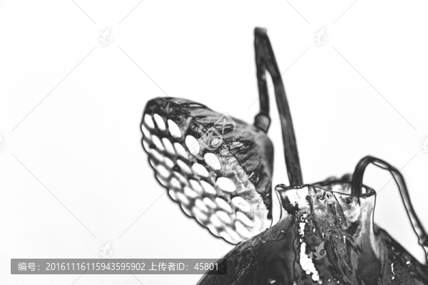 素描蓮蓬