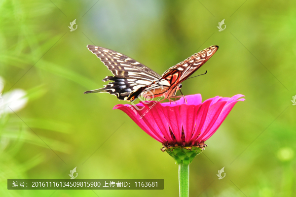蝴蝶