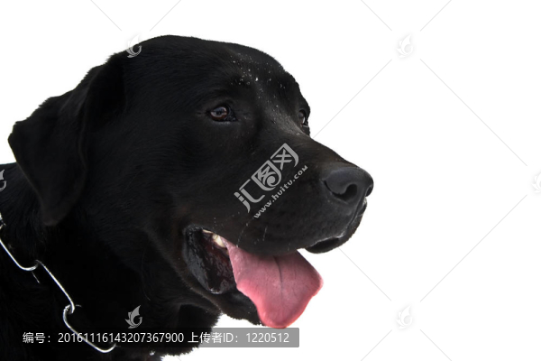 白色的狗