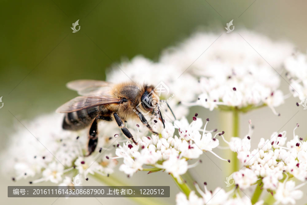 蜜蜂