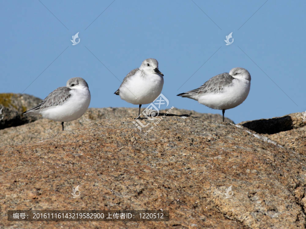 小小的海濱鳥