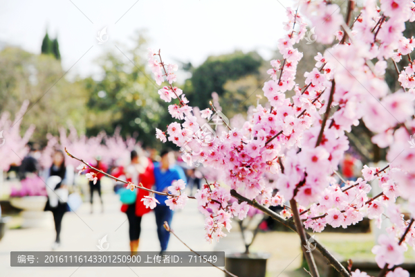櫻花怒放植物園