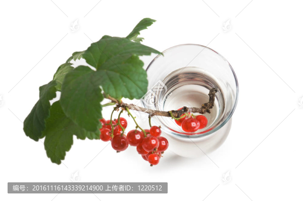 小枝與紅醋栗在玻璃