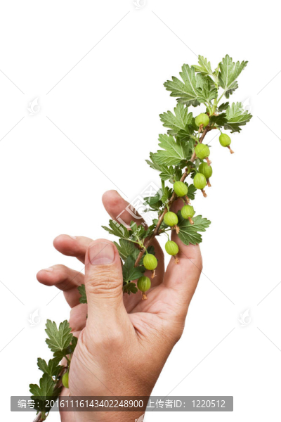 手握一枝醋栗
