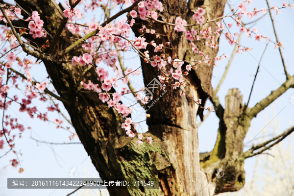 老樹新花,梅花梅樹