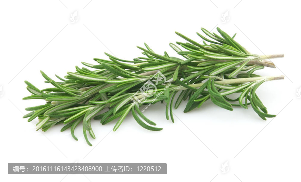 分行的迷迭香