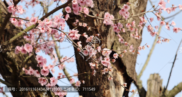 老樹梅花
