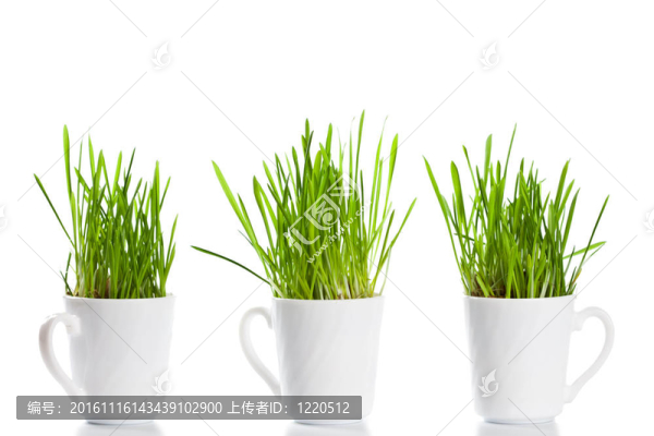 咖啡杯里的青草