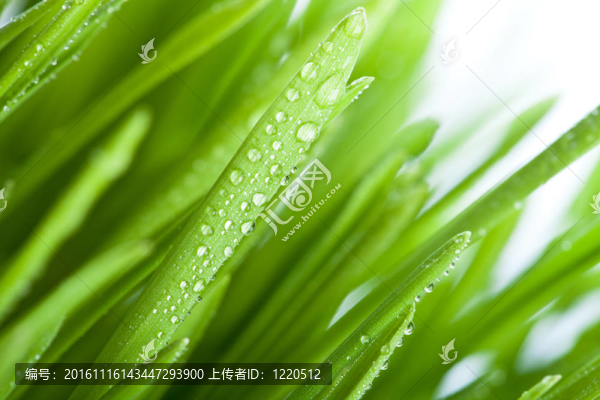 濕草