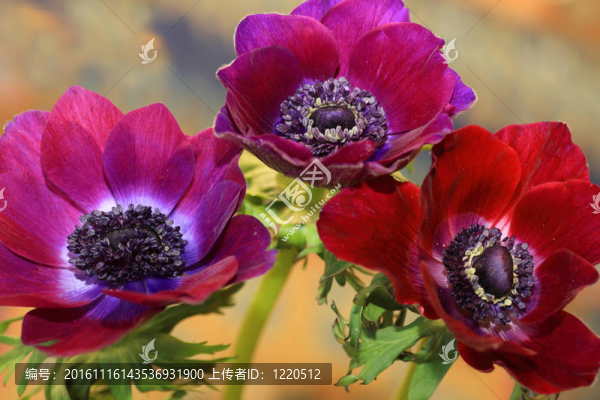 銀蓮花