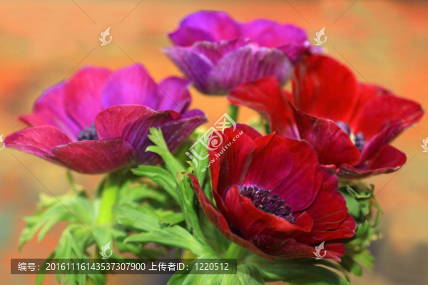 銀蓮花