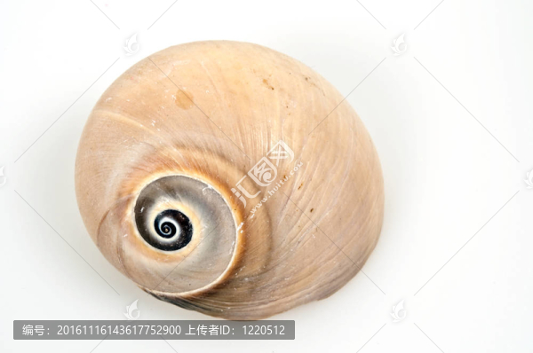 海貝殼