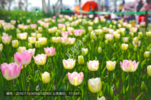 花園郁金香
