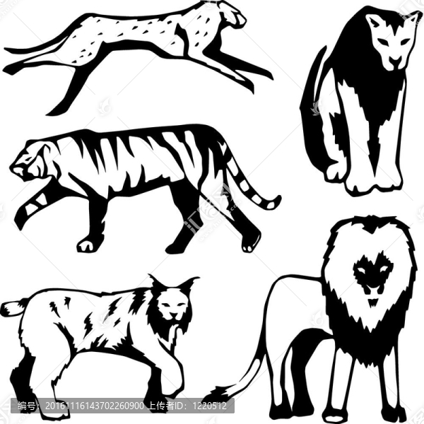 五大型貓科動物