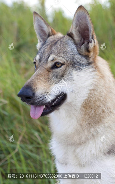 Czechoslovakian,Wolfdog。
