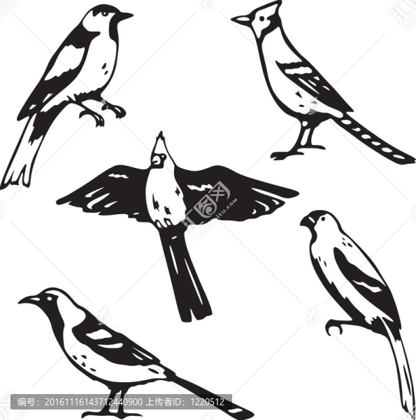 鳴禽