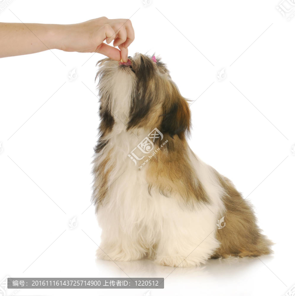 喂狗