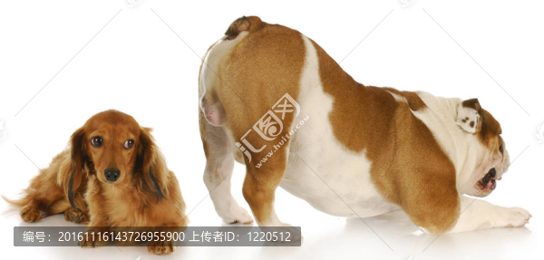 兩只狗