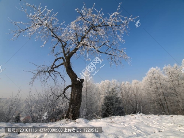 被雪覆蓋的櫻桃樹(shù)