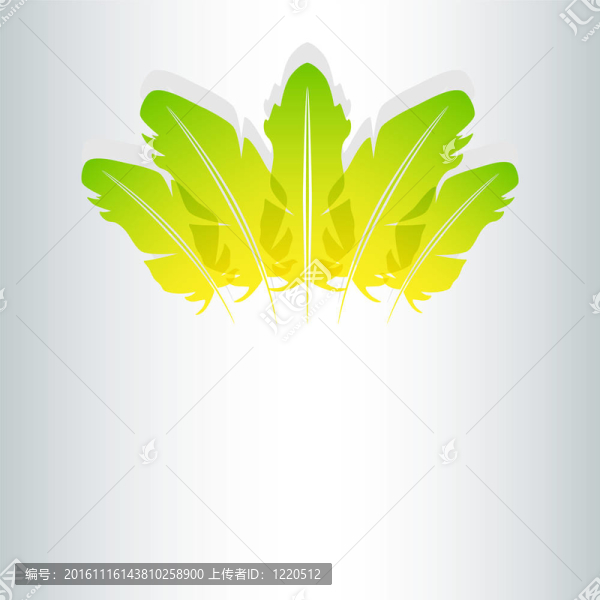 摘要羽毛