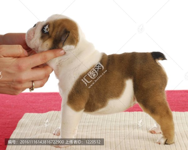 斗牛犬