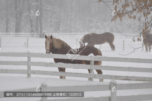 比利時(shí)馬在暴風(fēng)雪中的馬