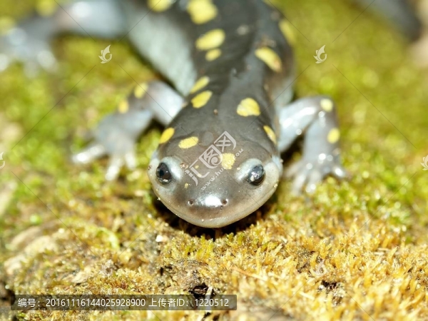 斑點蠑螈（Ambystoma,maculatum）