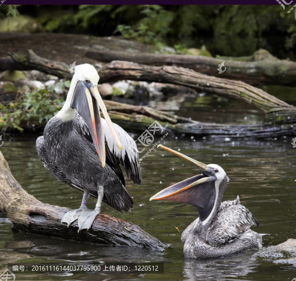 布朗；動(dòng)物；鳥(niǎo)類(lèi)；Avian；澳大利亞；conspicillatus；美國(guó)