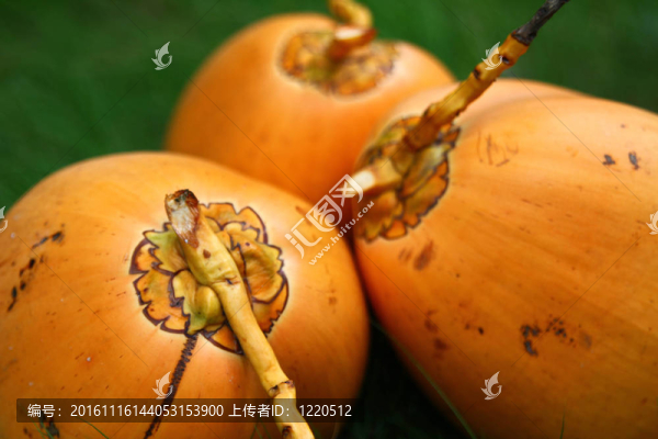 椰子