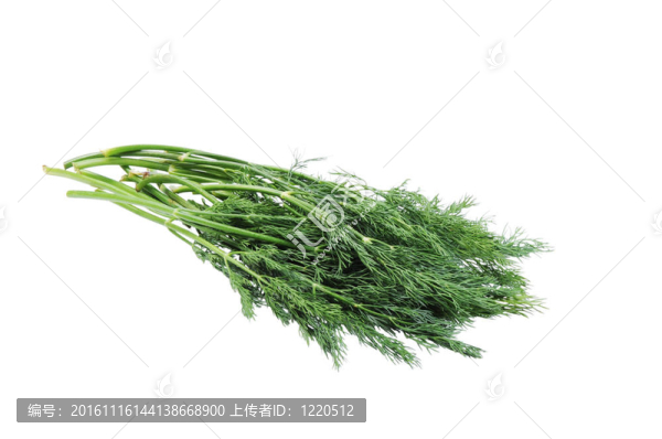 捆蒔蘿孤立在白色背景
