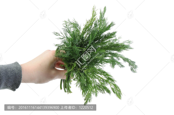 在一堆孤立在白色背景的蒔蘿
