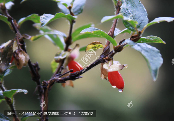 盛開的美麗的山花