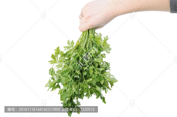 在白色背景上分離的一束歐芹