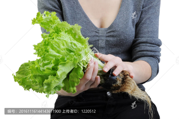 用白色背景隔離的手上的萵苣