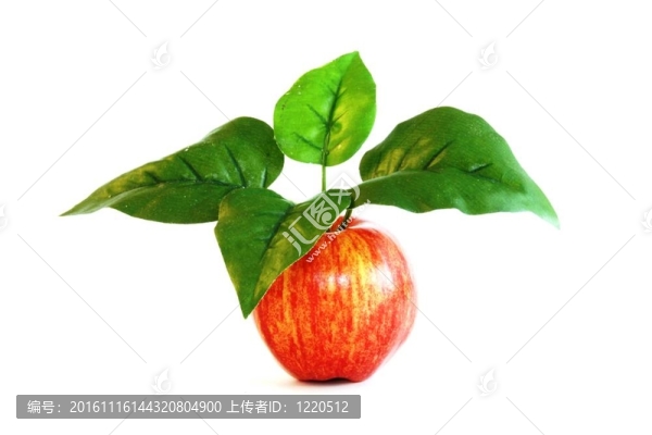 枝繁葉茂的蘋果