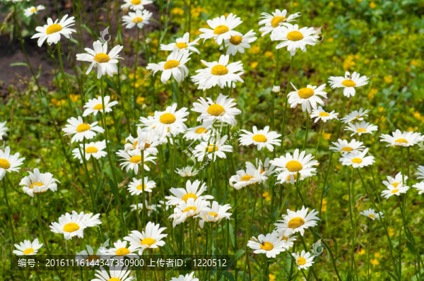 白色雛菊