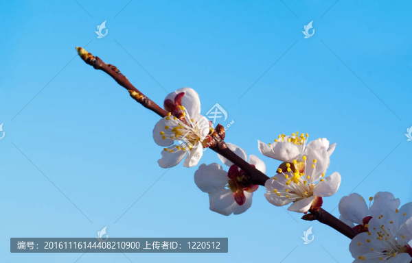 櫻桃樹