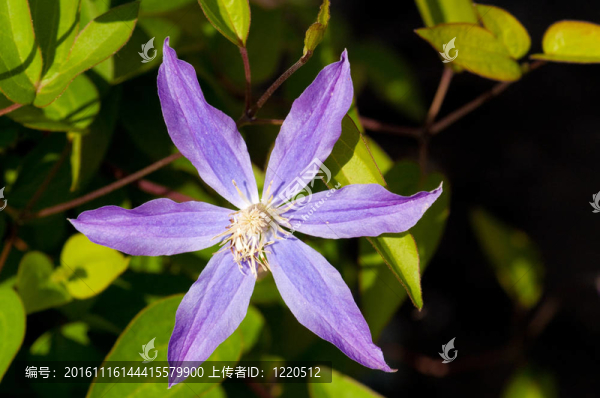 鐵線蓮