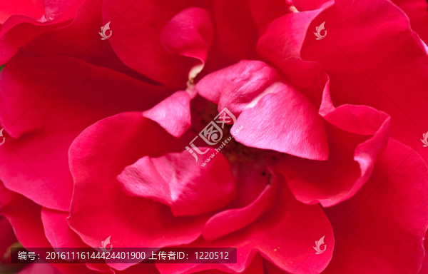 紅玫瑰