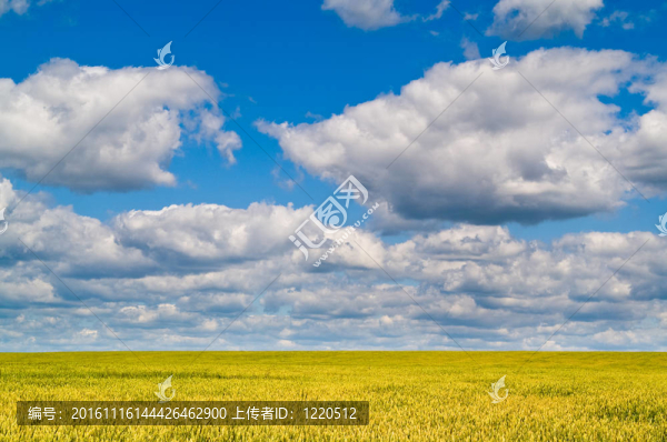景觀