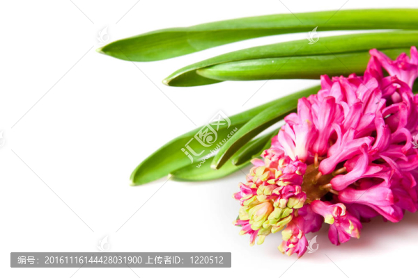 風(fēng)信子